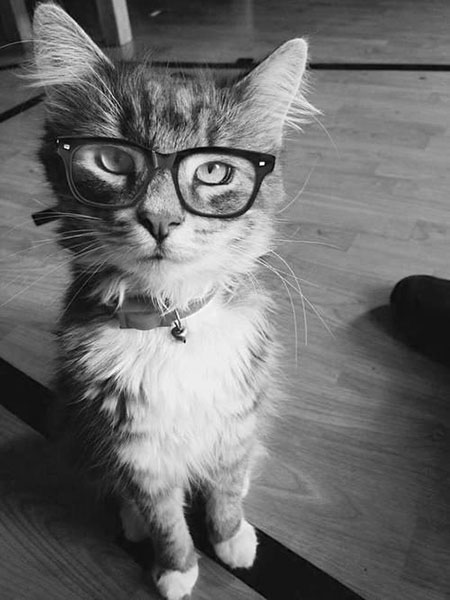Ruleta para gatos hipster