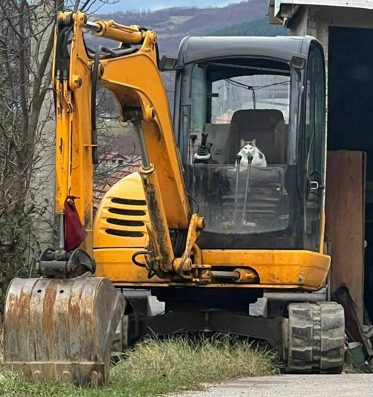 Si no ves la ruleta, el gato se enoja